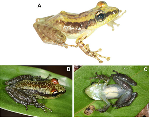 Guibemantis woosteri frog species