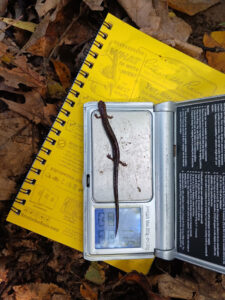 A small brown salamander is being weighed on a digital scale placed on a yellow Rite in the Rain notebook among fallen leaves on the forest floor.