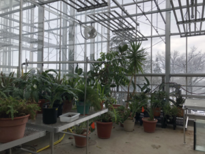 plants populate a greenhouse at The College of Wooster