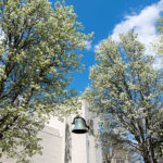 Flowering trees on The College of Wooster campus
