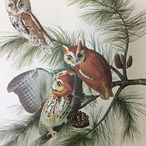 A print of Little Screech Owl. From "The Birds of America" by John James Audubon. Three owls pictured in various life stages perch on a fir branch.
