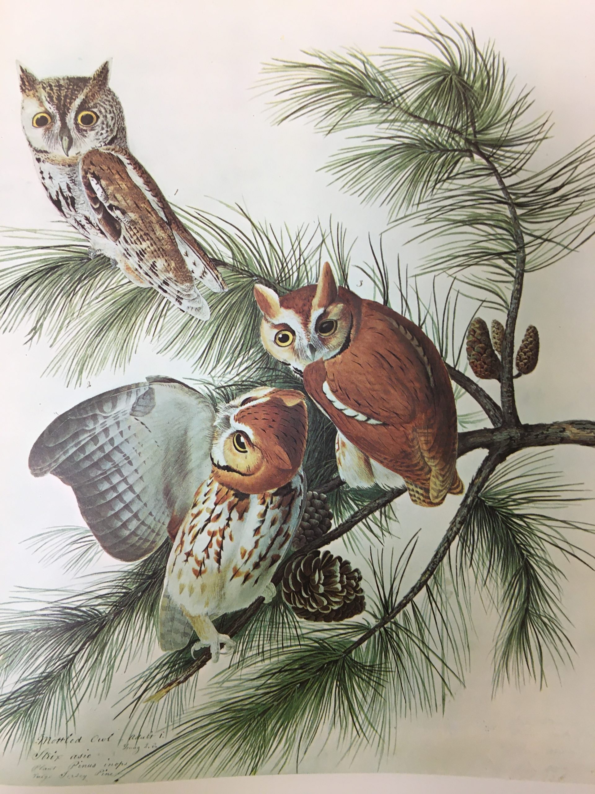 A print of Little Screech Owl. From "The Birds of America" by John James Audubon. Three owls pictured in various life stages perch on a fir branch.