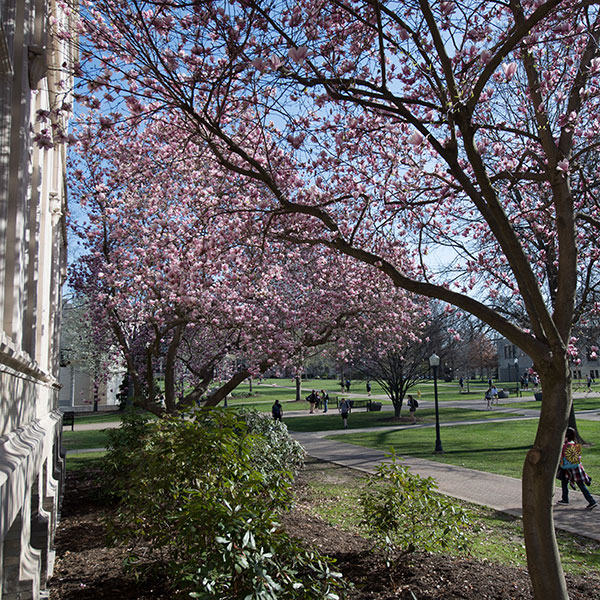 A scenic image of pink flowers on a tree at The College of Wooster