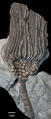 The holotype, or defining example of the newly-named Cactocrinus woosterensis is a 350-million-year-old crinoid fossil that was first found decades ago by Wooster faculty and students in the abandoned Wooster Medal Brick and Tile Quarry.