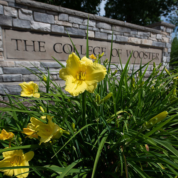 A yellow flower blooms in the foreground of an image of The College of Wooster sign.