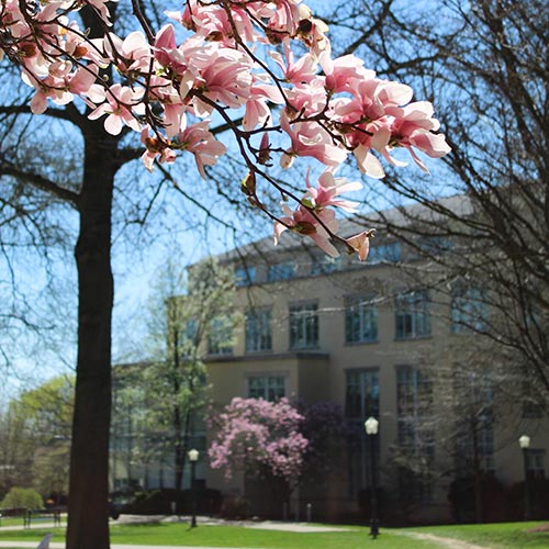 spring campus Andrews Library