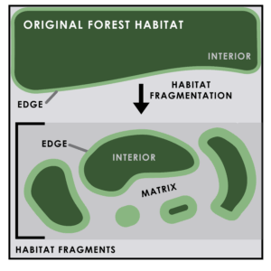Diagram showing habitat fragmentation: a large forest block (interior and edge) is split into smaller, isolated patches with more edges and surrounding matrix, reducing intact interior habitat.