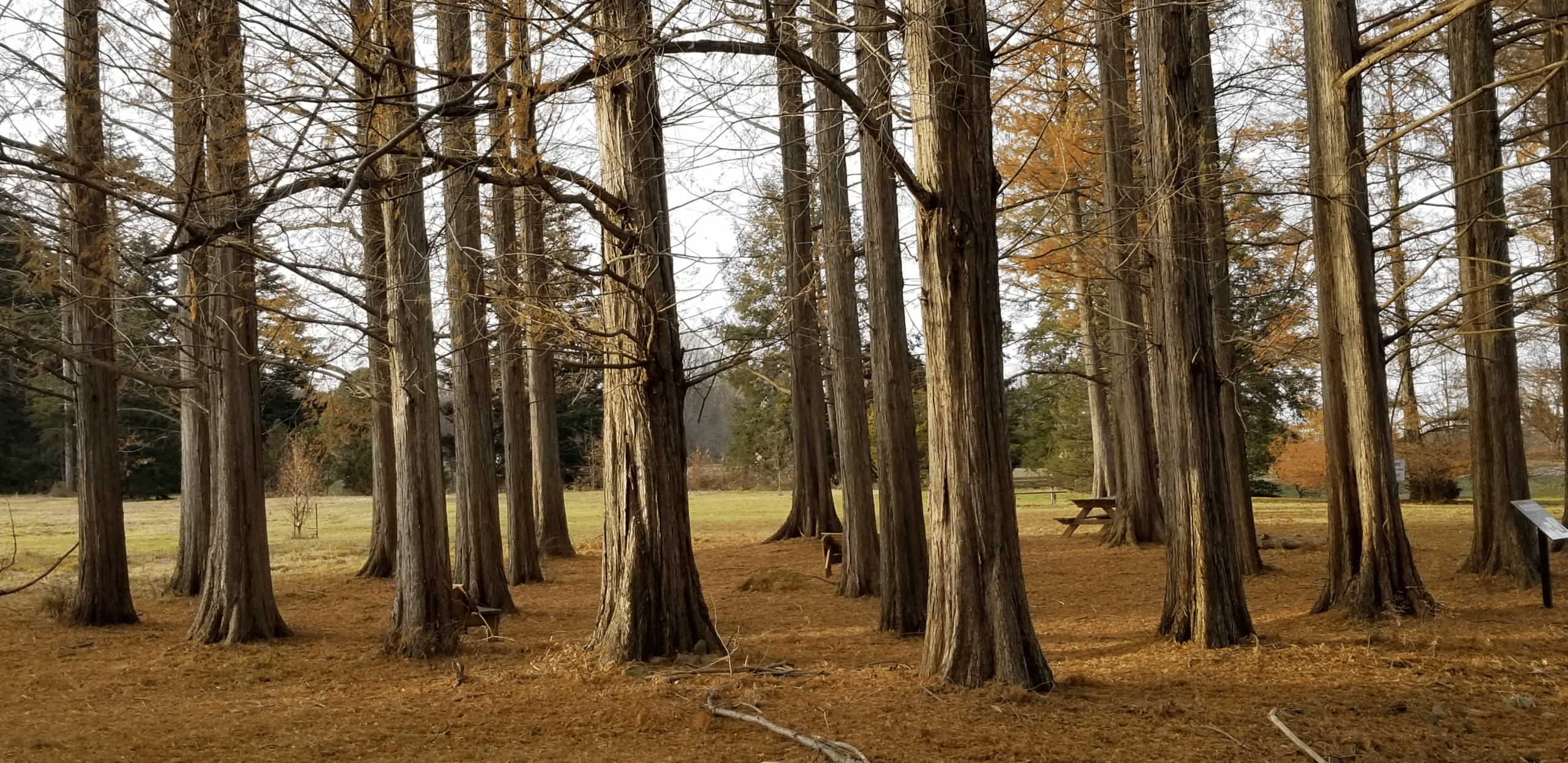 Dawn redwood trees drop their needles in the fall at Secrest Arboretum in northeast Ohio.
